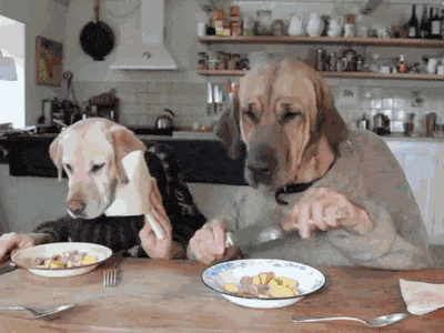 Dog eat as human gif