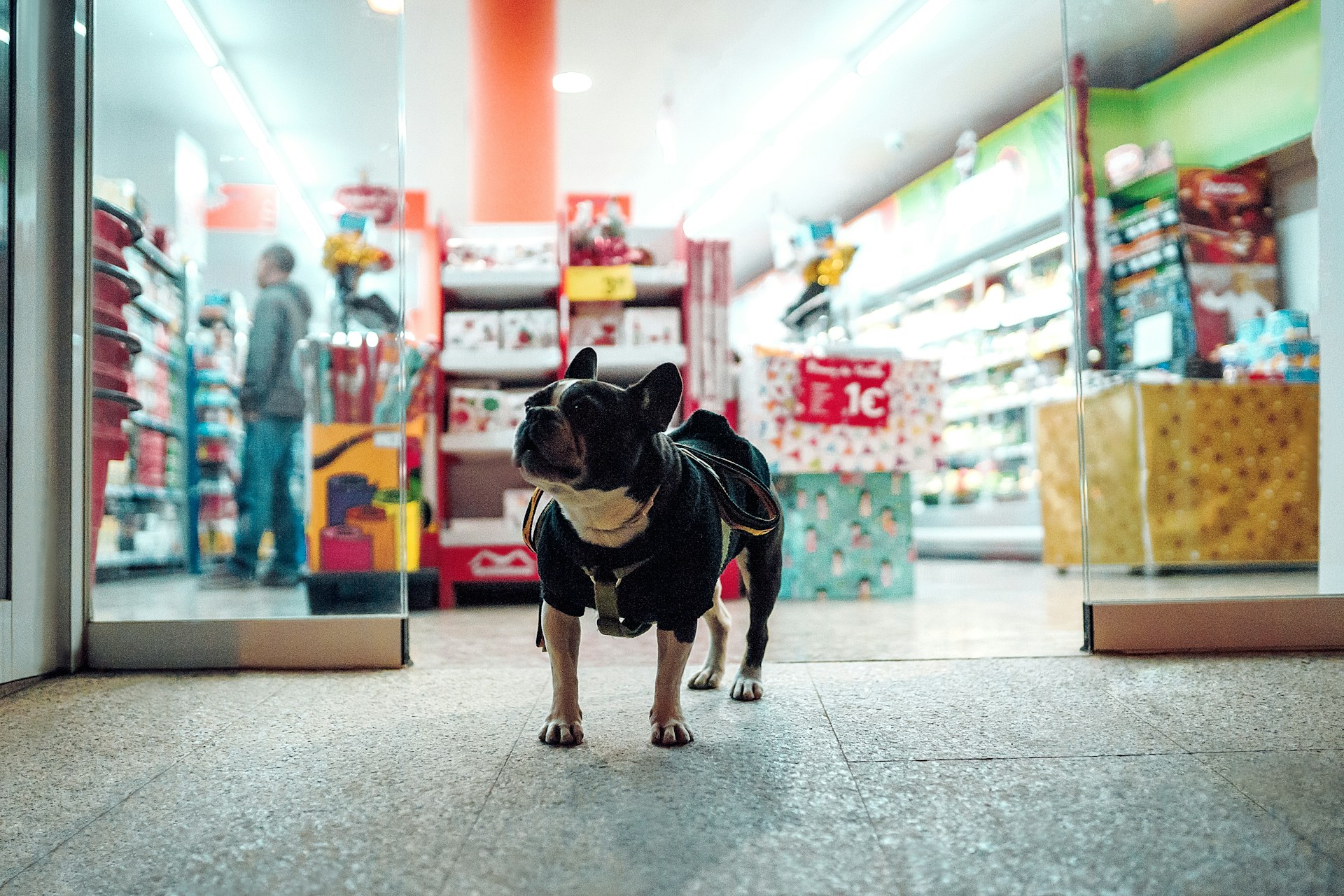 black-dog-walking-in-front-of-store
